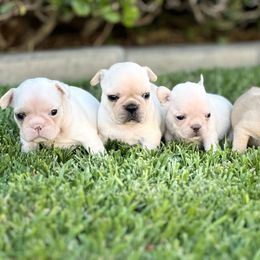 French Bulldog and Labrador Retriever Puppies from Desiree Ortiz's French Bull Dogs and Labrador Retrievers