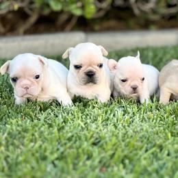 French Bulldog and Labrador Retriever Puppies from Desiree Ortiz's French Bull Dogs and Labrador Retrievers
