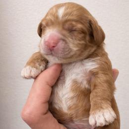 Pink girl - Red female Cockapoo puppy in Covington, Louisiana from MyKy Puppies