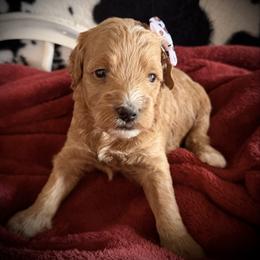 Sneezy - Red  female Goldendoodle puppy in Bradenton, Florida from Christianna’s Mini Goldendoodles