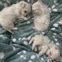 Maltese Puppies from B&O Maltese