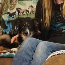 Miniature Australian Shepherd puppies from Caprock Mini & Toy Aussies