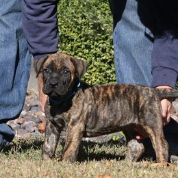 Light Blue Collar - Tiger female Perro de Presa Canario puppy in Pocahontas, Illinois from Cabeza Grande Kennel