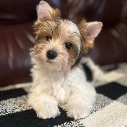 Pepper - AKC - Parti female Yorkshire Terrier puppy in Phil Campbell, Alabama from MagnoliaYorkies