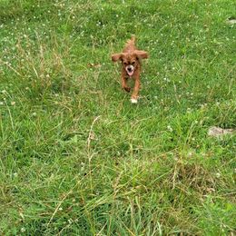 Madame Scarlett - Cavalier King Charles Spaniel