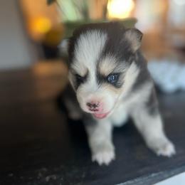 McCall - Black and white female Pomsky puppy in Rathdrum, Idaho from Smart Pomskies and Frenchies