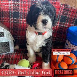 Goldendoodle, Poodle, and Sheepadoodle Puppies from Heavenly Hilltop Farm