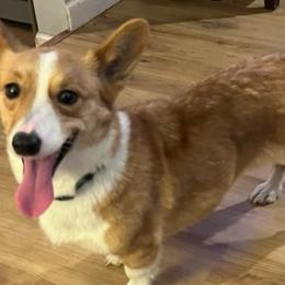 Daisy - Pembroke Welsh Corgi