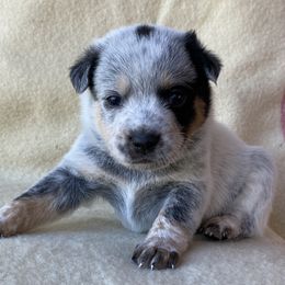 Pabst Half mask Stumpy tail boy - Blue speckled Australian Cattle Dog puppy in Liberty, Maine from Fox Field Farm