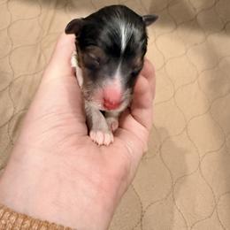 Rico - Sable & white male Toy Shetland Sheepdog puppy in Leavenworth, Washington from Better Than Best Farm