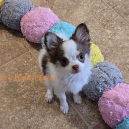 Rose, 5000 - Chocolate and white female Chihuahua puppy in Piqua, Kansas from Cute As A Cupcake Chihuahuas