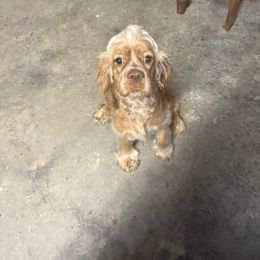 Cocker Spaniels from Clark’s Cocker Spaniels
