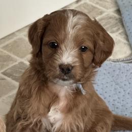 Comet (Blue) - Red  male Goldendoodle puppy in Newaygo, Michigan from West Michigan Doodles and Poodles
