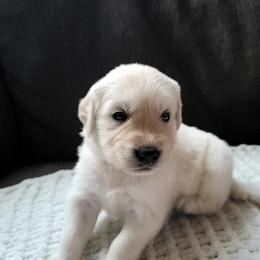 Golden Retriever Puppies from Southern Golden Retrievers