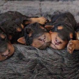 Boy 4 - male Airedale Terrier puppy in St. Cloud, Minnesota from RegalAire Kennels