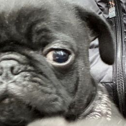 French Bulldogs and Pugs from Frankspugs72
