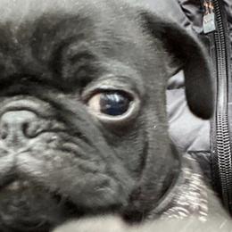 French Bulldogs and Pugs from Frankspugs72