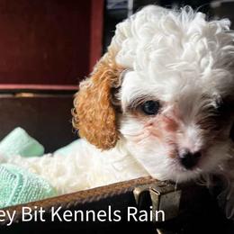 Rain - Blenheim male Cavapoo puppy in Maple Grove, Minnesota from Honey Bit Kennels
