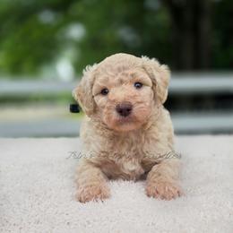 Fennel - Cream male Aussiedoodle puppy in Centreville, Mississippi from Trin's Designer Doodles