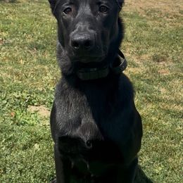 Belgian Malinois and Dutch Shepherd Puppies from Maine Working Dogs
