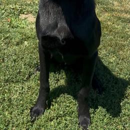 Belgian Malinois and Dutch Shepherd Puppies from Maine Working Dogs