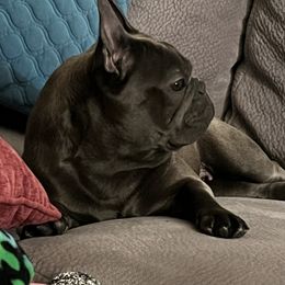 French Bulldogs from B.A.D_Frenchies