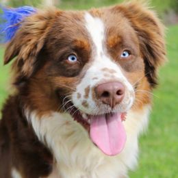 TUG - Miniature Australian Shepherd