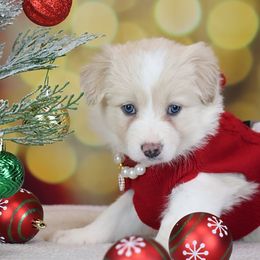 Popcorn - Gold female Border Collie puppy in Franklin, Maine from Broad Meadow Borders