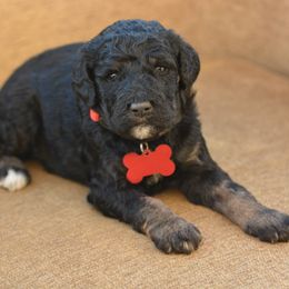 Red Collar - Tri-color male Bernedoodle puppy in Scottsboro, Alabama from Dixie Land Doodles