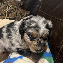 Xerxes - Blue merle male Miniature Australian Shepherd puppy in Godley, Texas from Nana and Paws Aussies