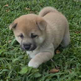 Belle- Yellow Collar - Red female Shiba Inu puppy in Windermere, Florida from Priscilla's Shiba Inus