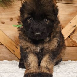 Forest - Sable male German Shepherd puppy in Tippecanoe, Indiana from Mächtiger Barkerheim