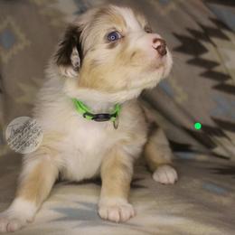 Sally - Red merle female Australian Shepherd puppy in Yoder, Colorado from Tréad Tines Aussies