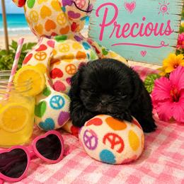Precious - Black female Shih Tzu puppy in Bethpage, Tennessee from Tennessee's Treasured Shih Tzus