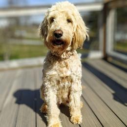 Dolly - Goldendoodle
