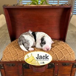 Jack - Grizzle and white male Sheepadoodle puppy in Cleveland, Tennessee from Narrow Path Old English & Sheepadoodles