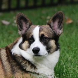Finn - Pembroke Welsh Corgi