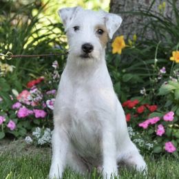 Chihuahuas and Parson Russell Terriers from Cobblestone