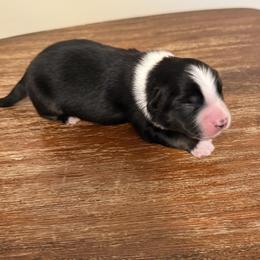 Boy black tri 1 - Black tri male Miniature Australian Shepherd puppy in Danville, Alabama from A&L Farms