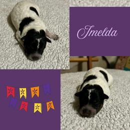 Imelda - Blue mottled female Australian Cattle Dog puppy in Seneca, Missouri from MO Morningstar Heelers