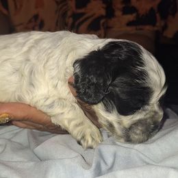 Boy 2 - Blue roan and tan male Cocker Spaniel puppy in Sparta, Georgia from Mekas Cocker Spaniel
