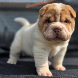 Tuffnut - Red fawn male Chinese Shar-Pei puppy in Salem, Ohio from WrinkleMonsters
