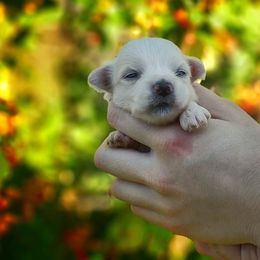 Companion Cross, Maltese, and Maltipoo Puppies from Seeking Shalom Acres Maltese, Maltipoos & Havamalts