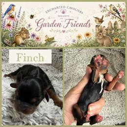 Finch - Black and tan male Cavalier King Charles Spaniel puppy in Auburn, Washington from Enchanted Cavaliers