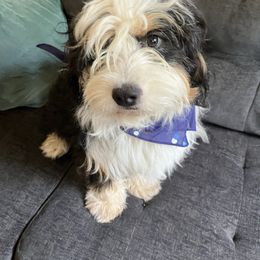 Daisy - Bernedoodle