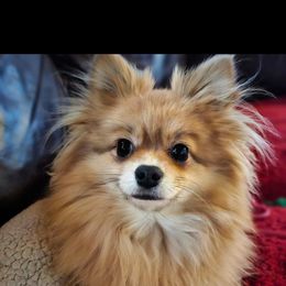 Pomeranian Puppies from Highlander Pomeranians