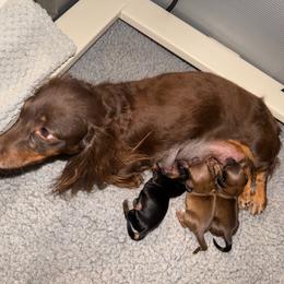 Dachshund puppies from Desert Sunset Dachshunds