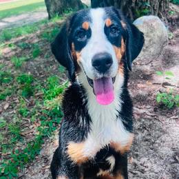 TRAINED GREATER SWISS MOUNTAIN DOG NAMED ALLIE - Black, white and red female Greater Swiss Mountain Dog puppy in Gainesville, Florida from Ambermoon Kooikerhondje Blackamber Greater Swiss Mountain Dogs