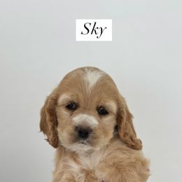 Cockapoo Puppies from Cookie Cocker Farms