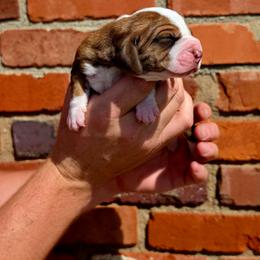 Porter - Mahogany and white male Basset Hound puppy in Bellaire, Ohio from Blessed Bassets